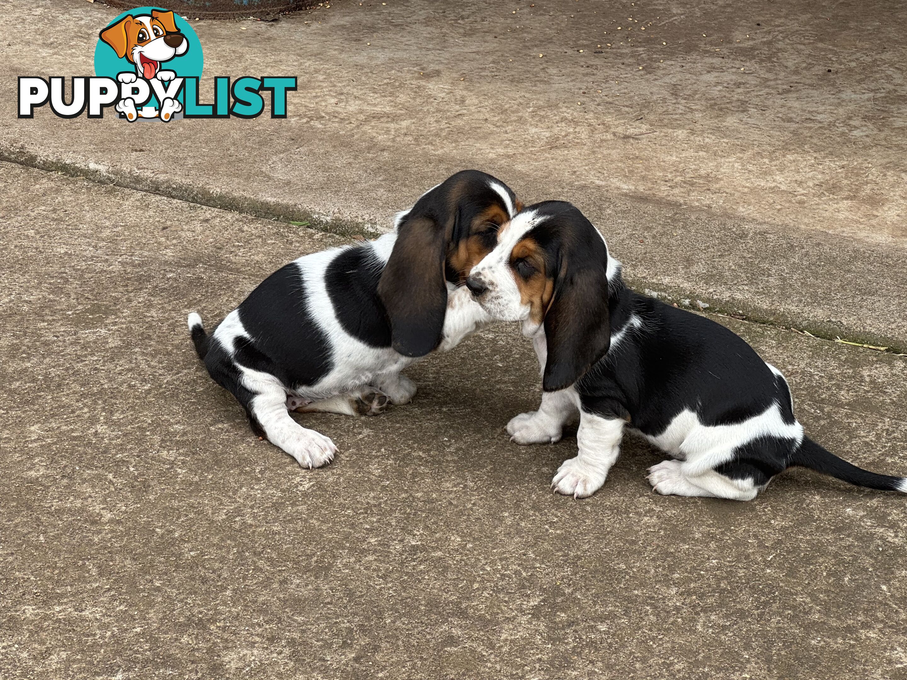 6 Pure Bred Basset Hound Female Pups