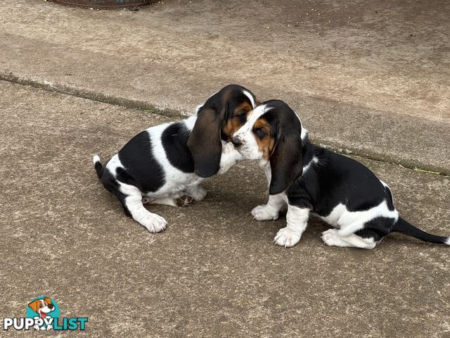 6 Pure Bred Basset Hound Female Pups