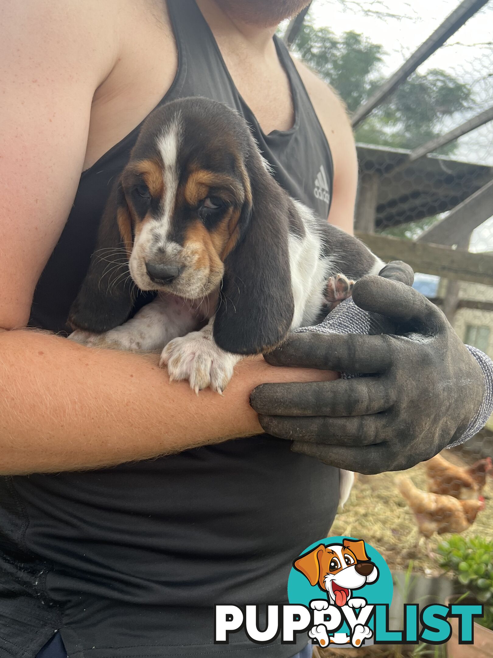 6 Pure Bred Basset Hound Female Pups