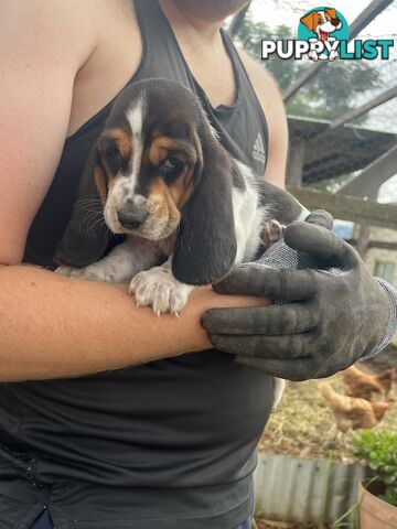 6 Pure Bred Basset Hound Female Pups