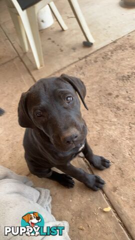 Cane Corso X American Pitbull