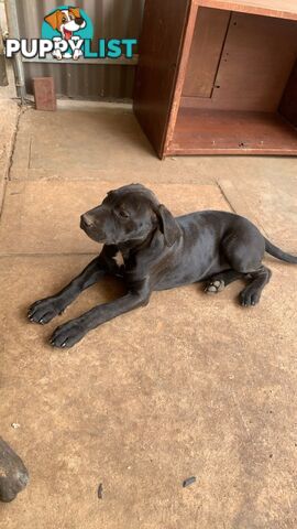 Cane Corso X American Pitbull