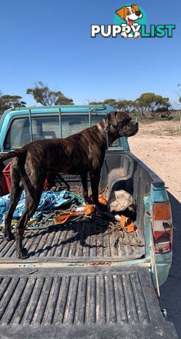 Cane Corso X American Pitbull