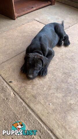 Cane Corso X American Pitbull