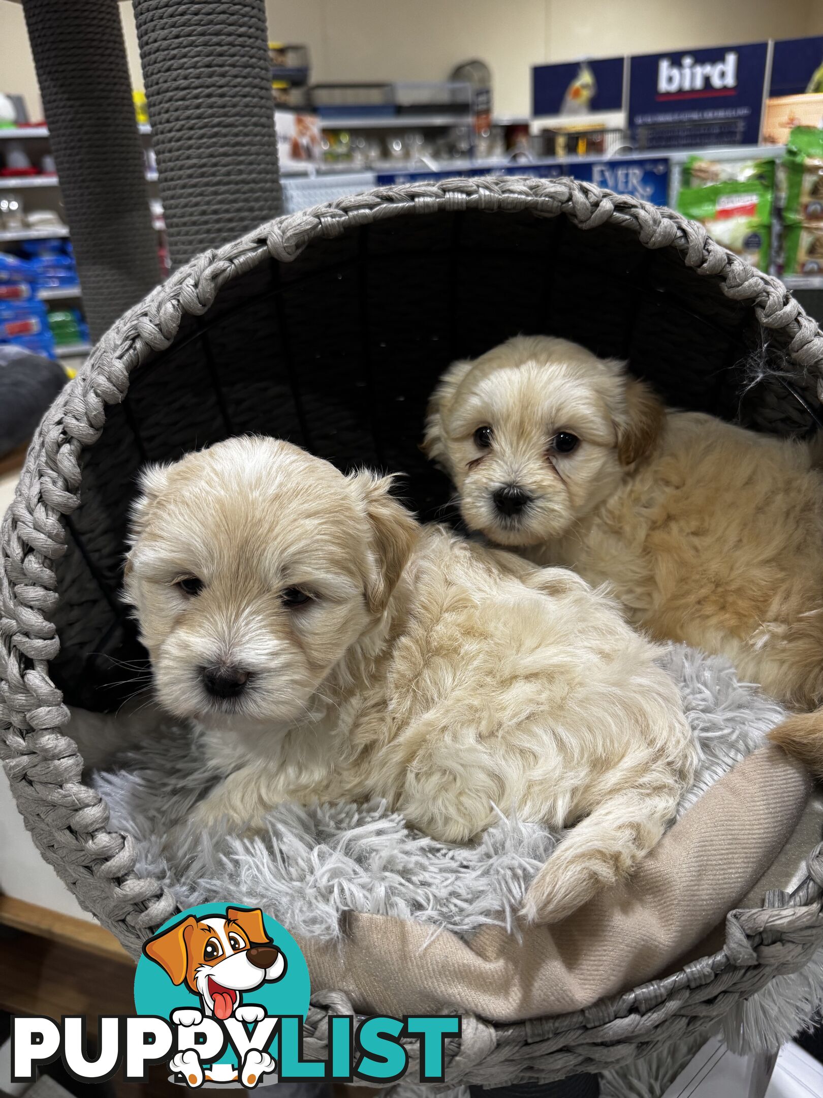 Malshipoo designer pups