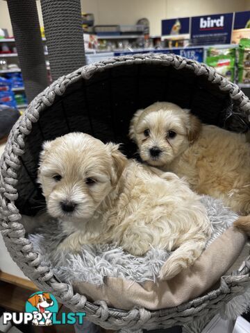 Malshipoo designer pups