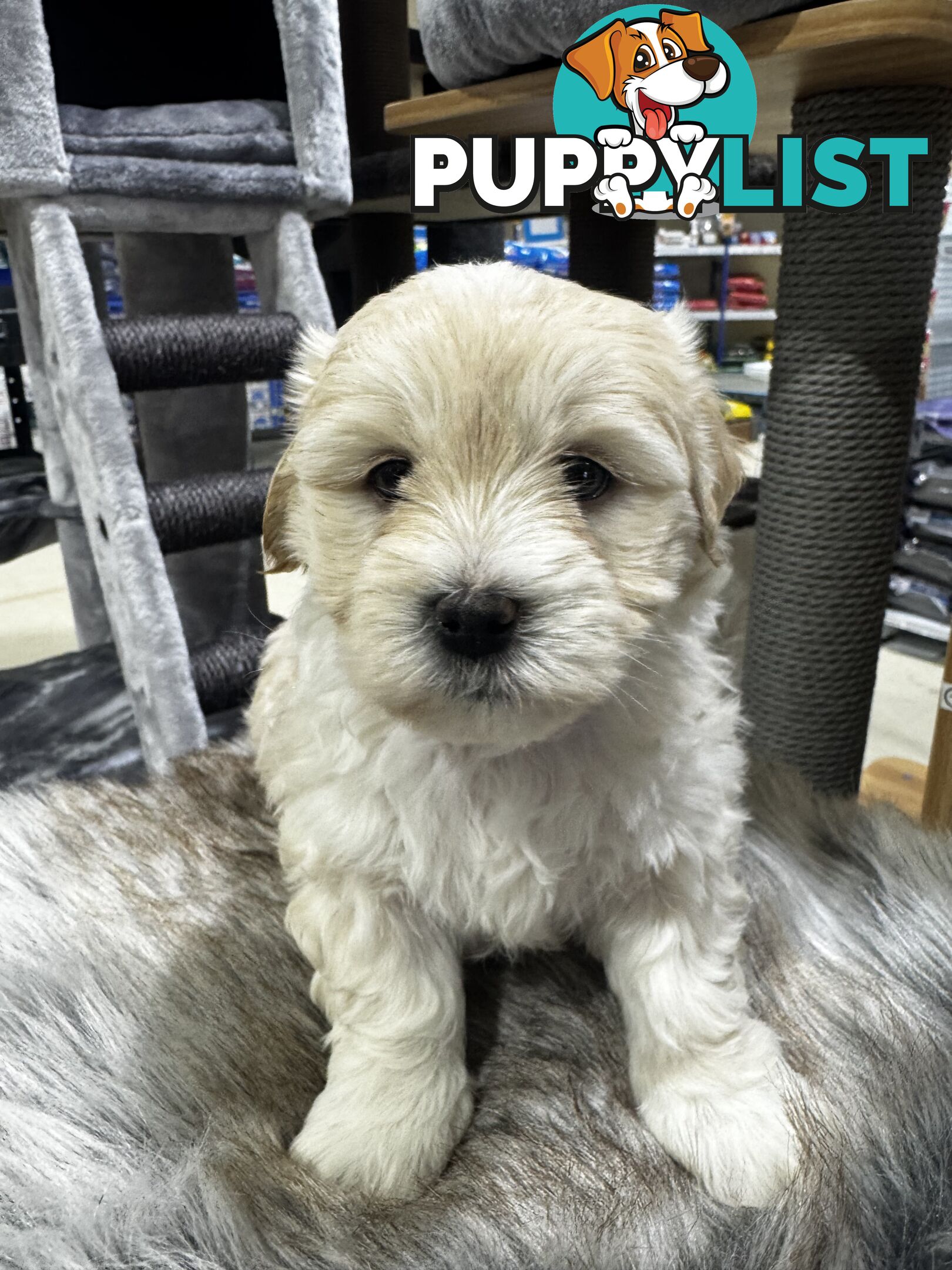 Malshipoo designer pups