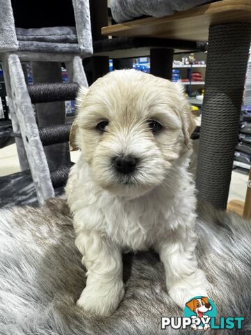 Malshipoo designer pups
