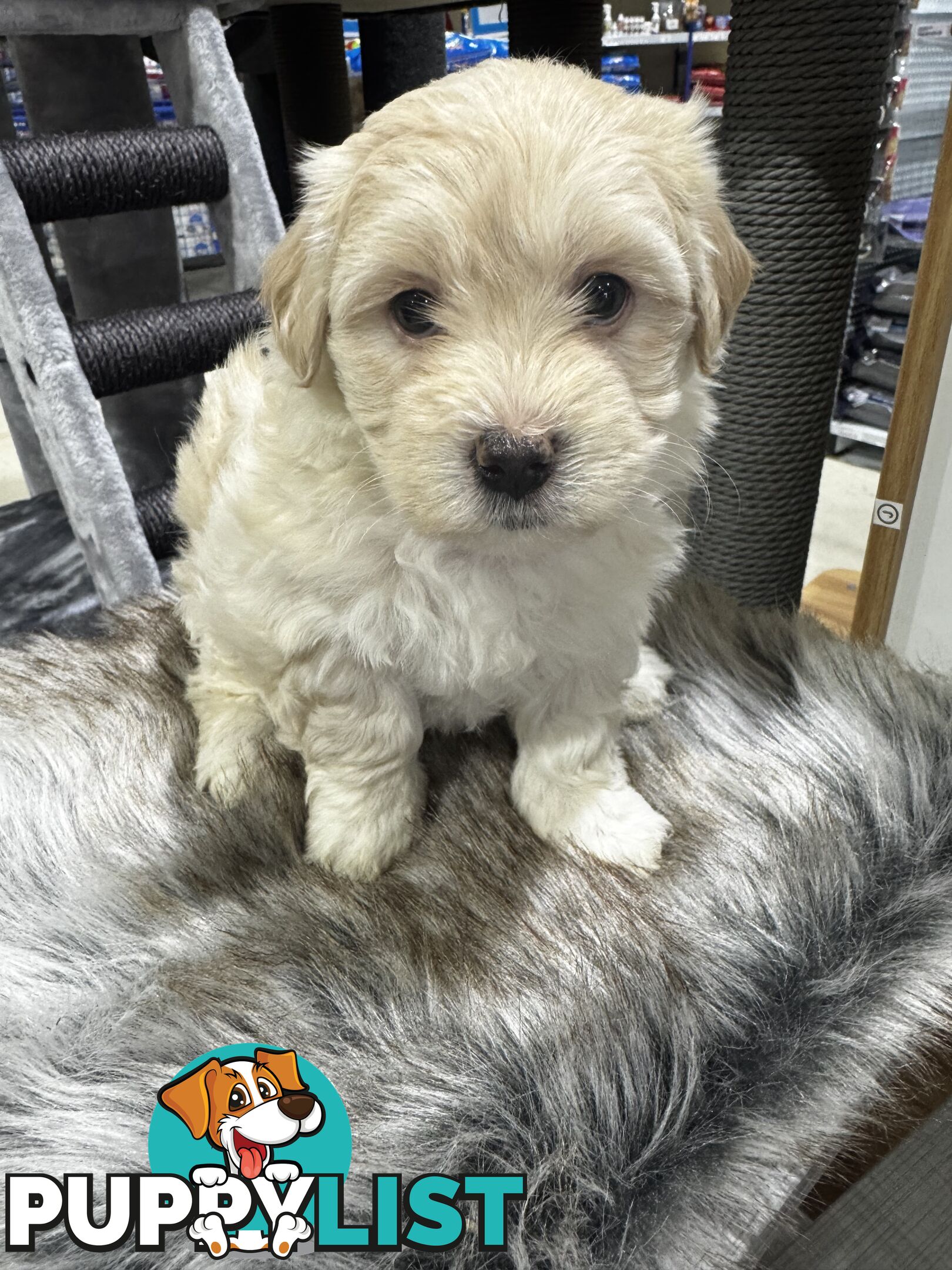 Malshipoo designer pups