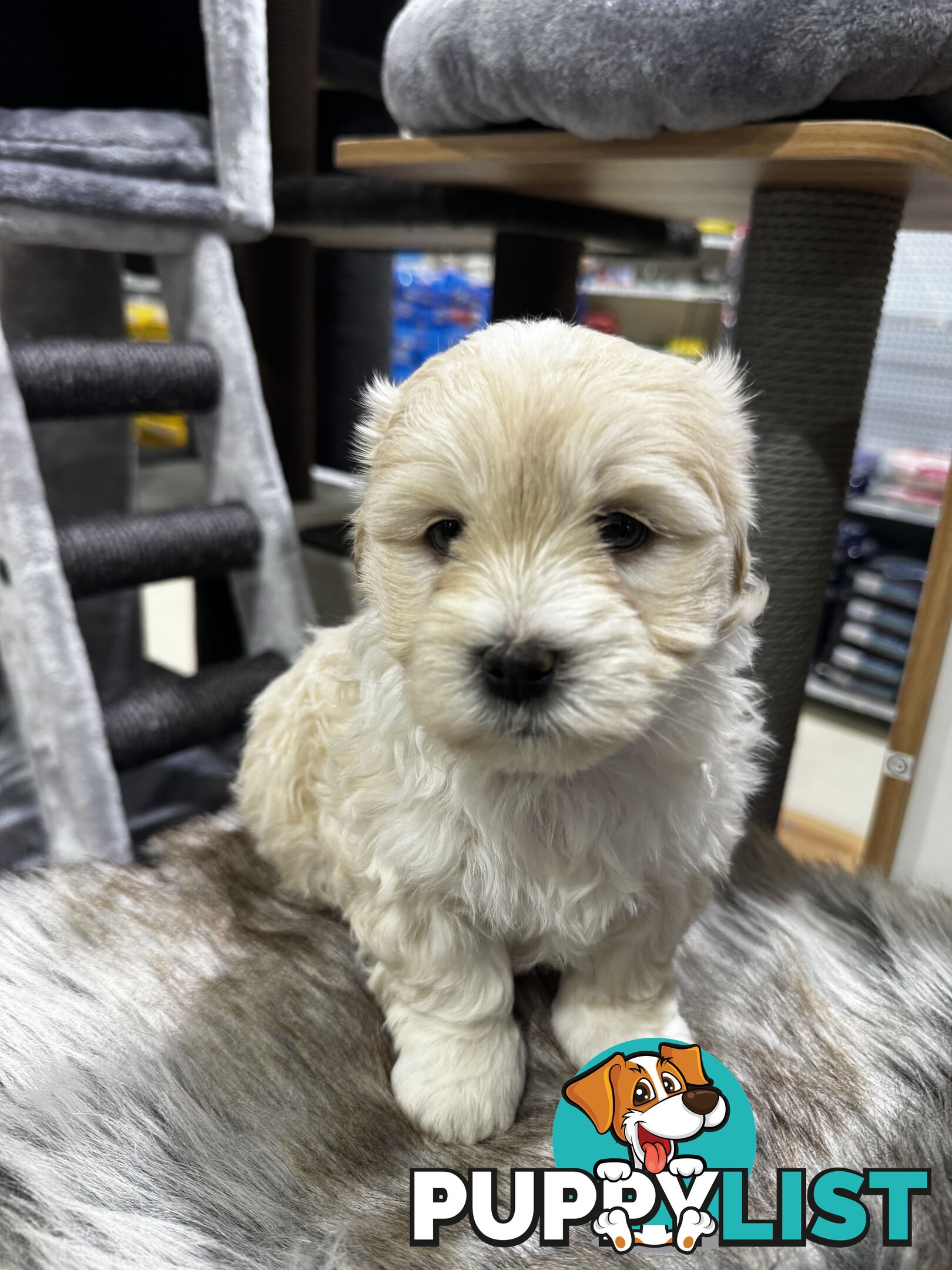 Malshipoo designer pups