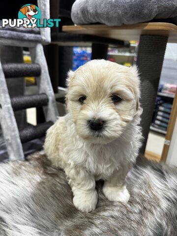 Malshipoo designer pups