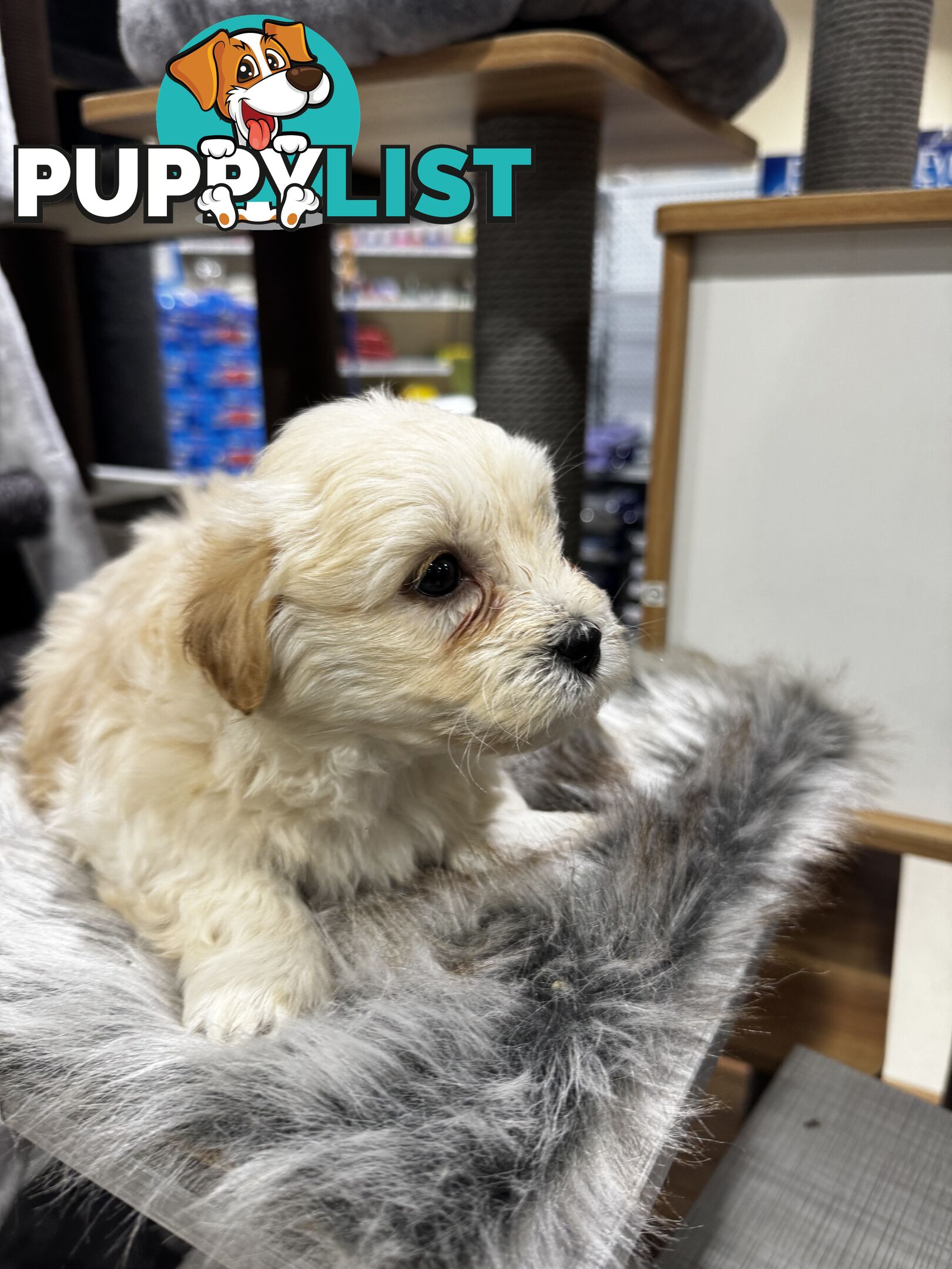 Malshipoo designer pups