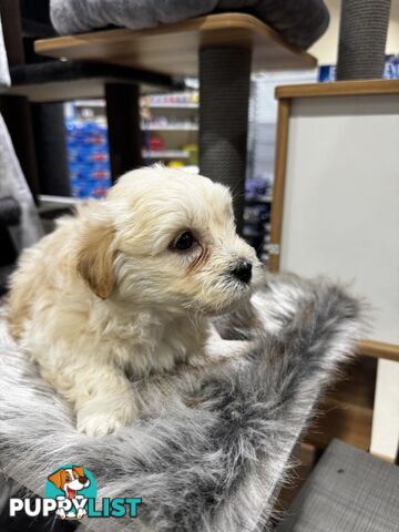 Malshipoo designer pups