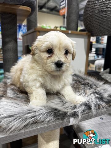 Malshipoo designer pups