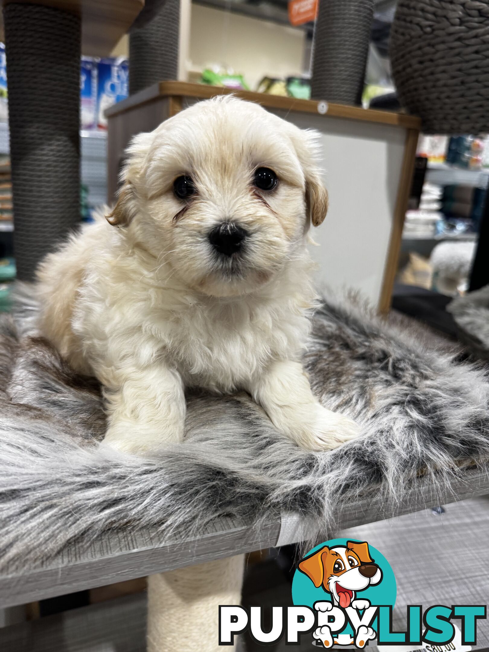 Malshipoo designer pups