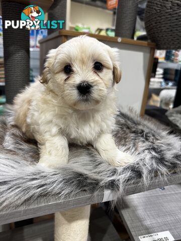 Malshipoo designer pups