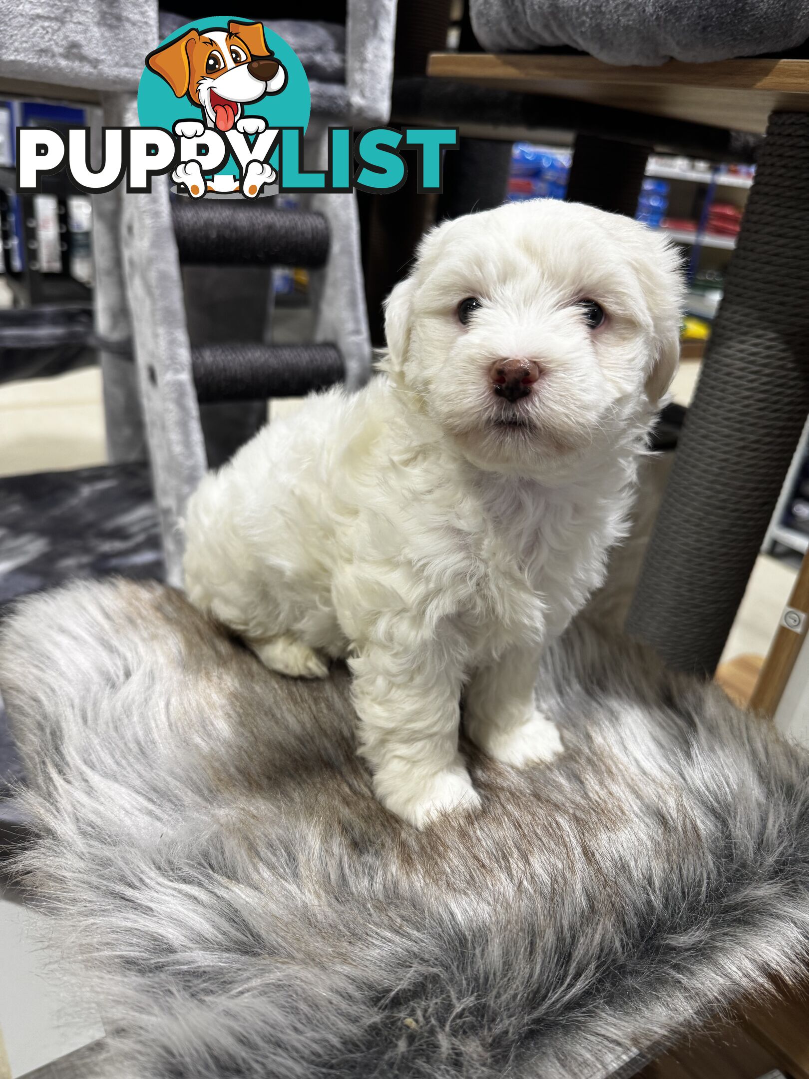 Malshipoo designer pups