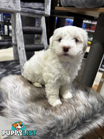 Malshipoo designer pups