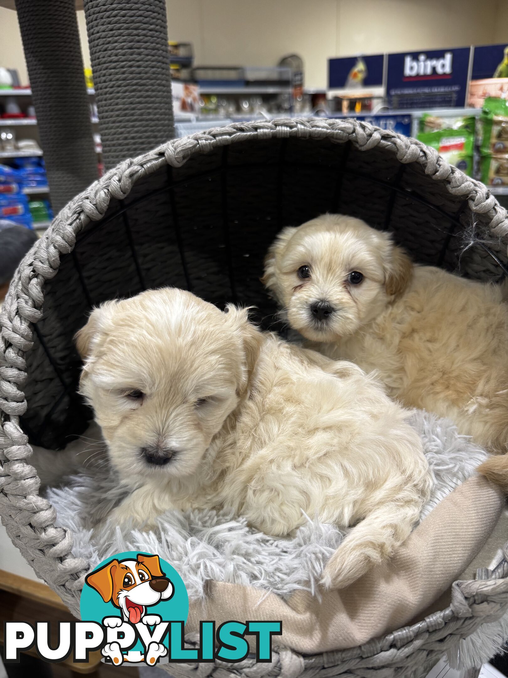 Malshipoo designer pups