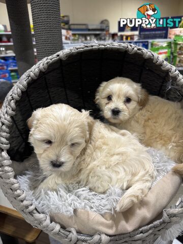 Malshipoo designer pups