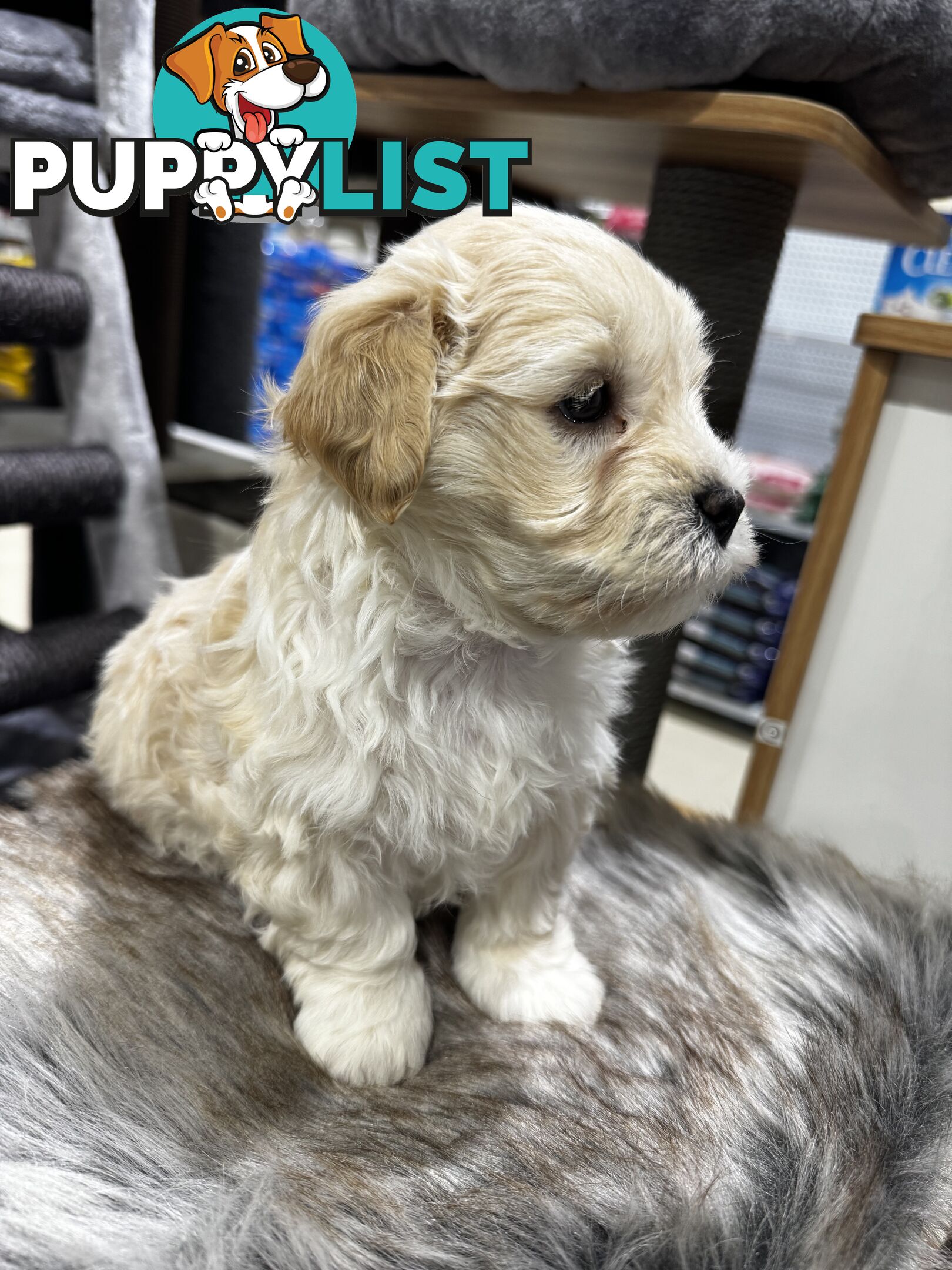 Malshipoo designer pups