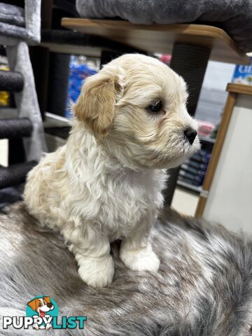 Malshipoo designer pups