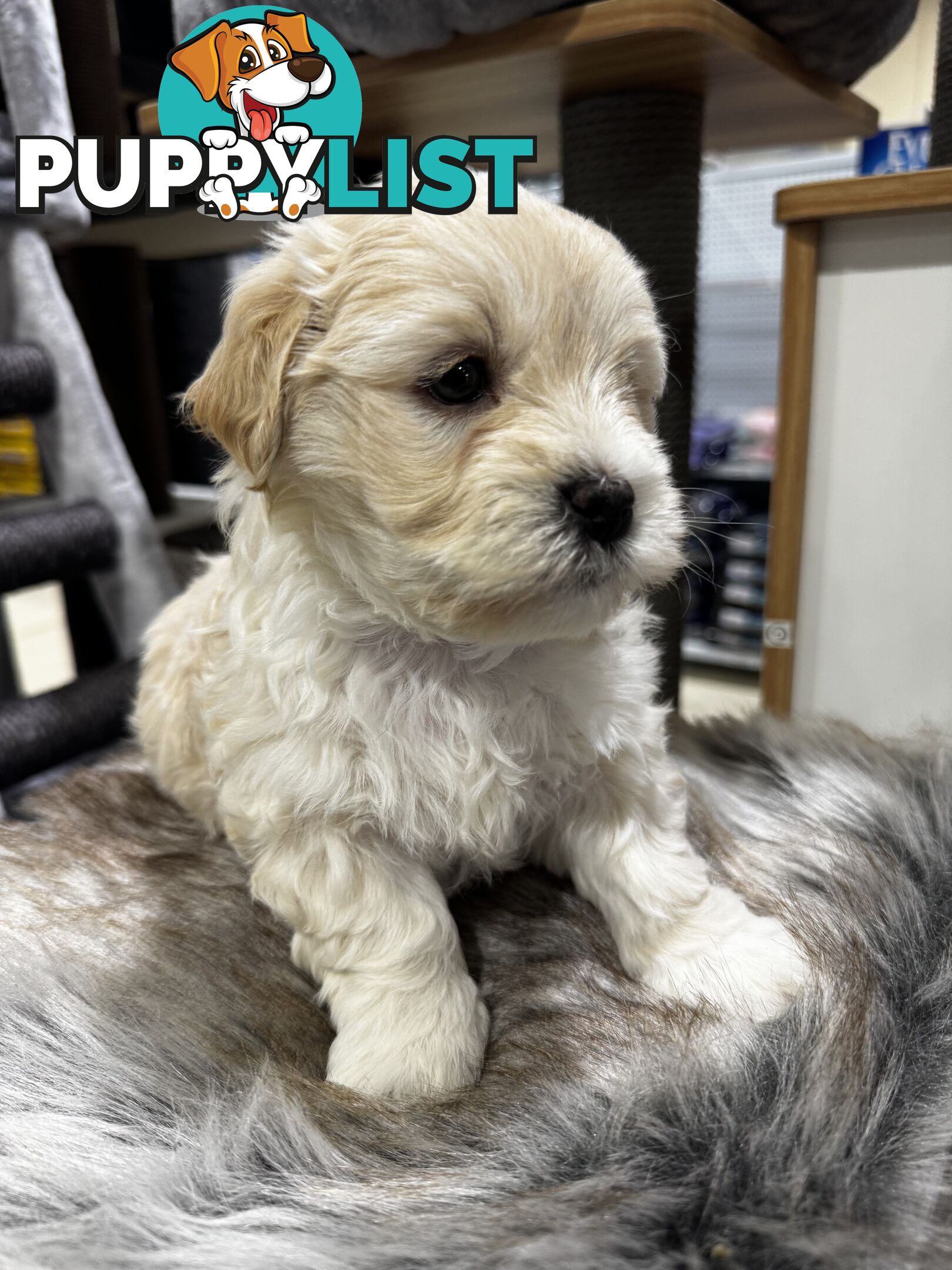 Malshipoo designer pups