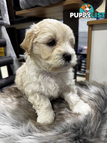 Malshipoo designer pups