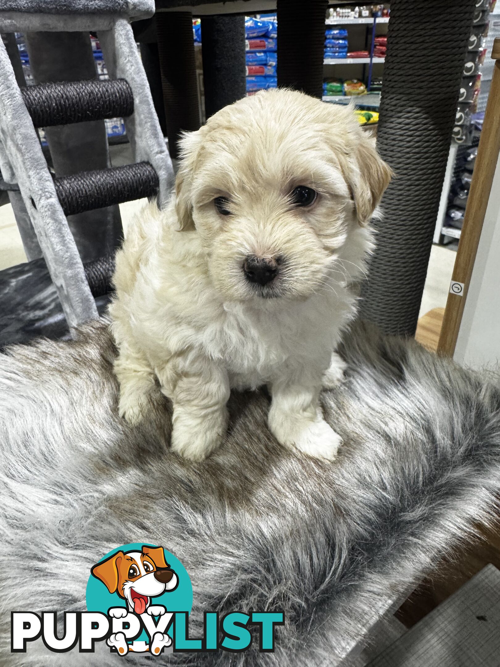 Malshipoo designer pups
