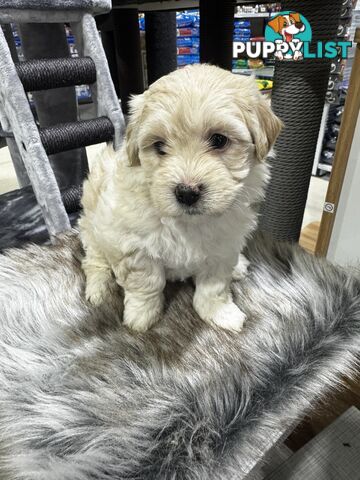 Malshipoo designer pups