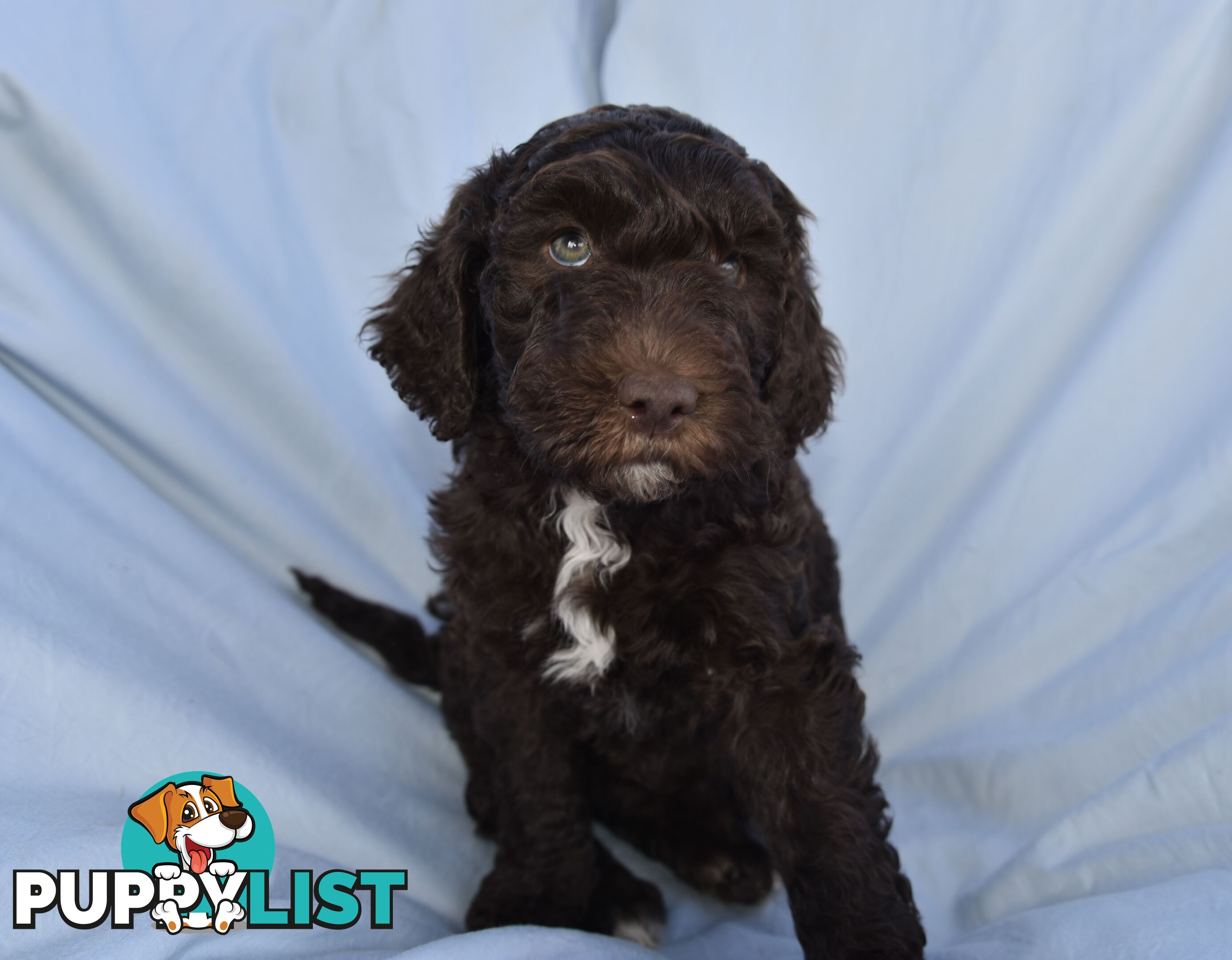 Adorble multi generation Labradoodle puppies