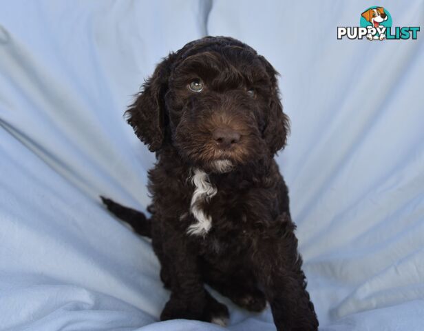 Adorble multi generation Labradoodle puppies