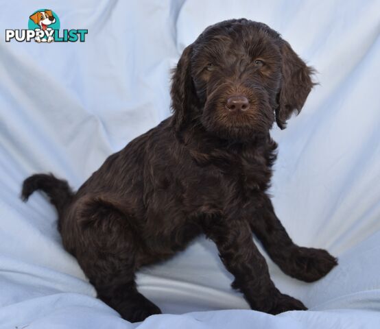 Adorble multi generation Labradoodle puppies