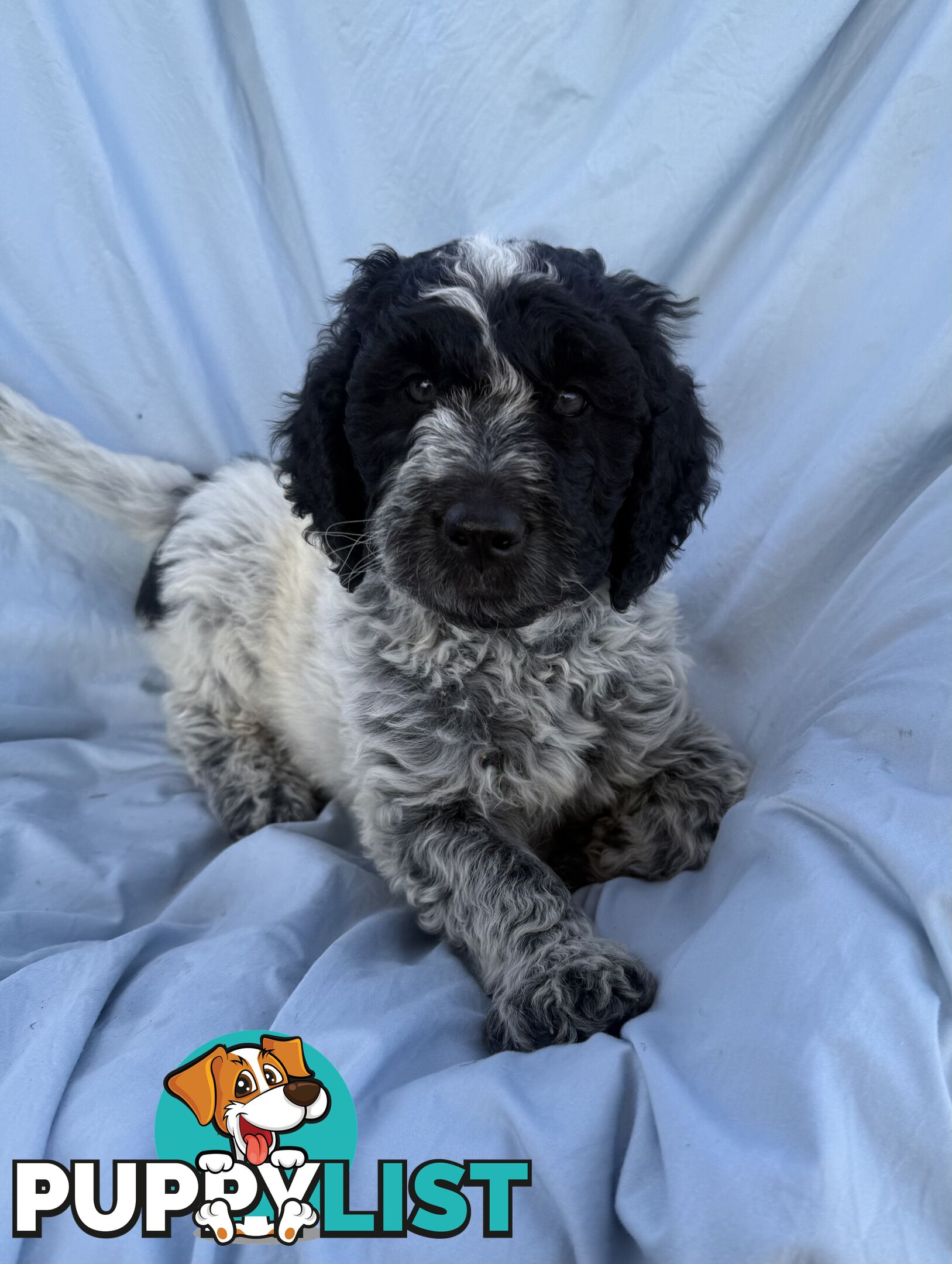 Adorble multi generation Labradoodle puppies