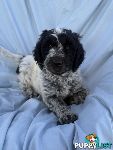 Adorble multi generation Labradoodle puppies