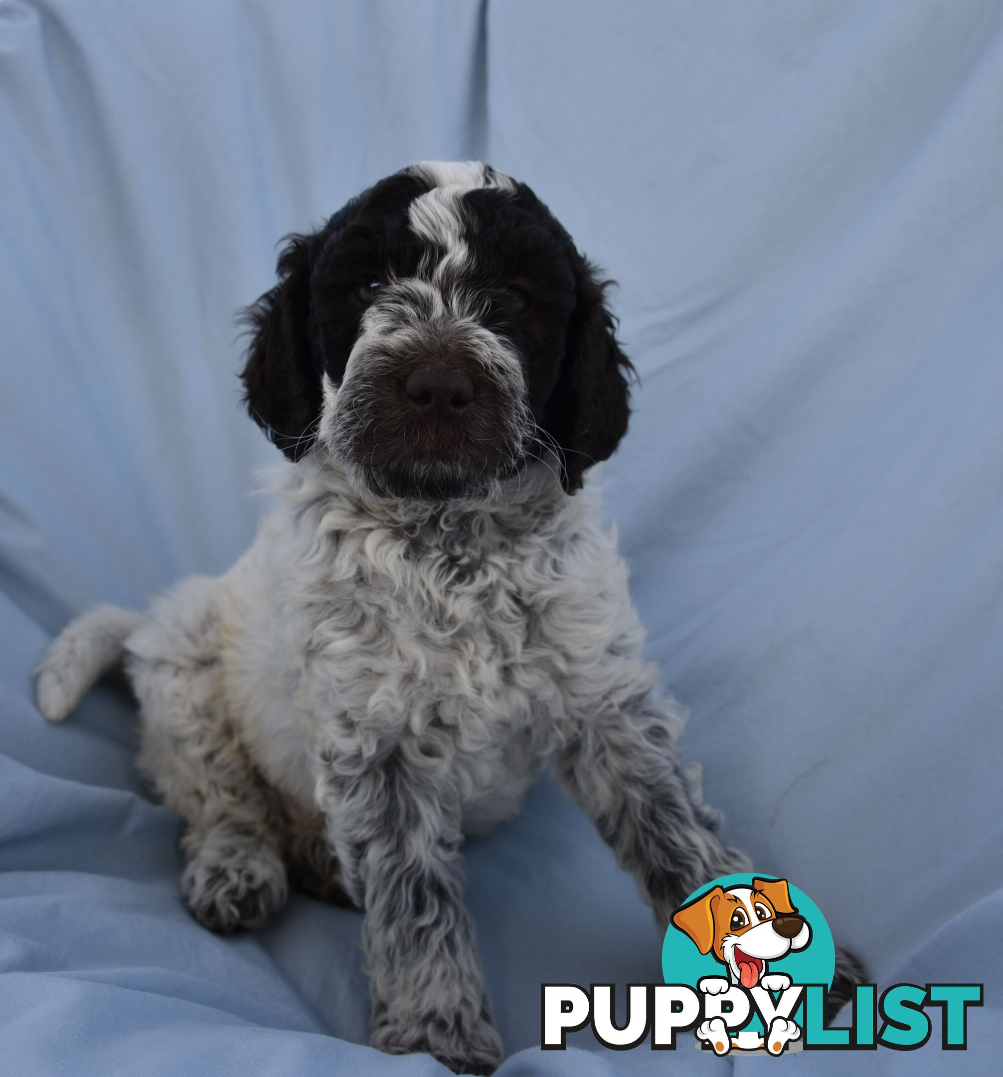 Adorble multi generation Labradoodle puppies