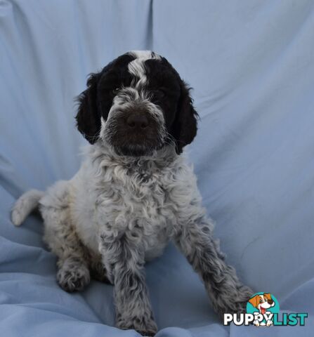 Adorble multi generation Labradoodle puppies