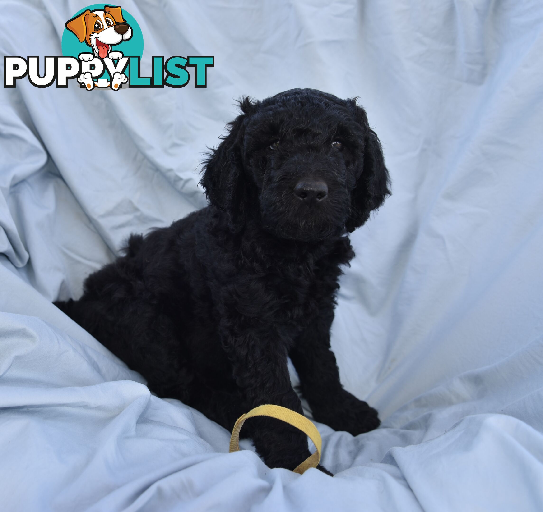 Adorble multi generation Labradoodle puppies