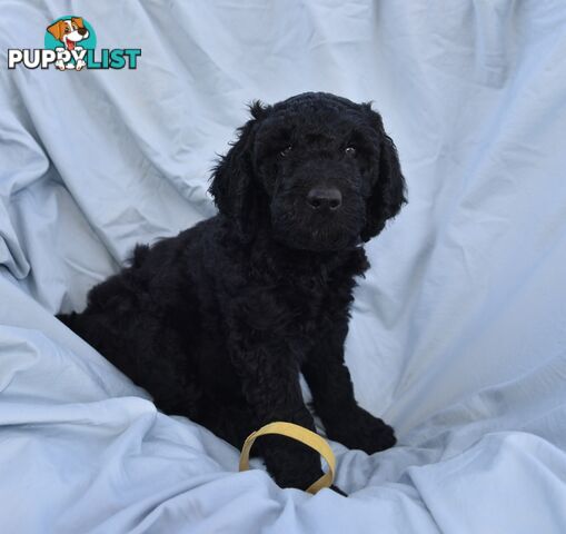 Adorble multi generation Labradoodle puppies