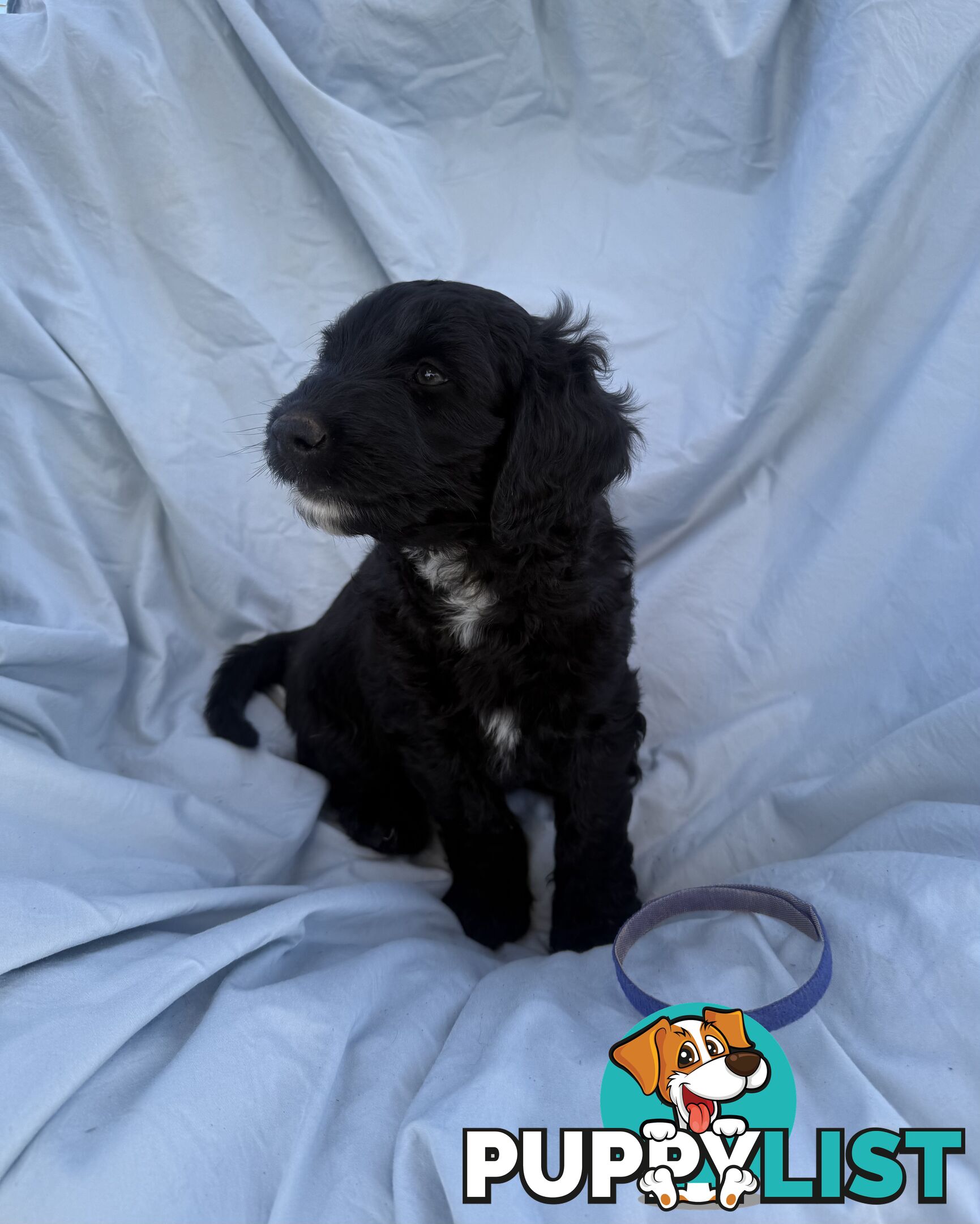 Adorble multi generation Labradoodle puppies