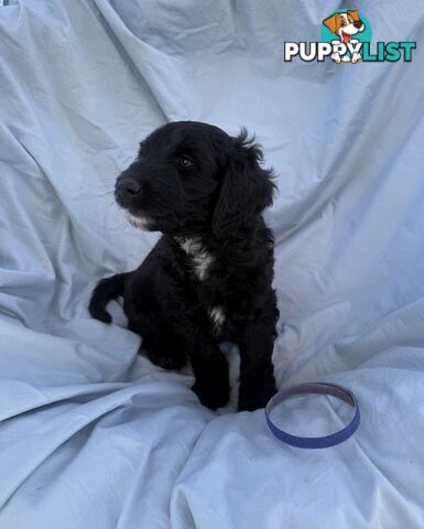 Adorble multi generation Labradoodle puppies