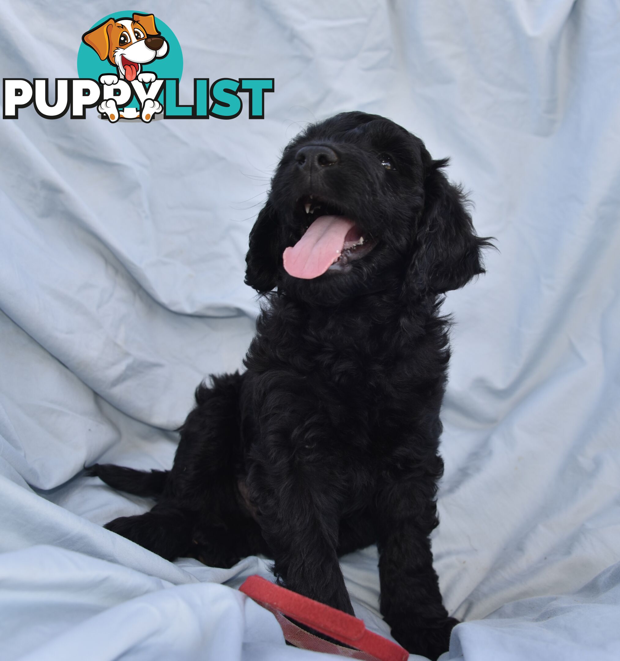 Adorble multi generation Labradoodle puppies