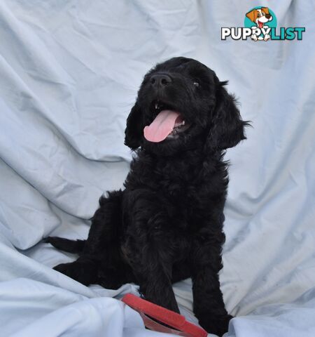 Adorble multi generation Labradoodle puppies