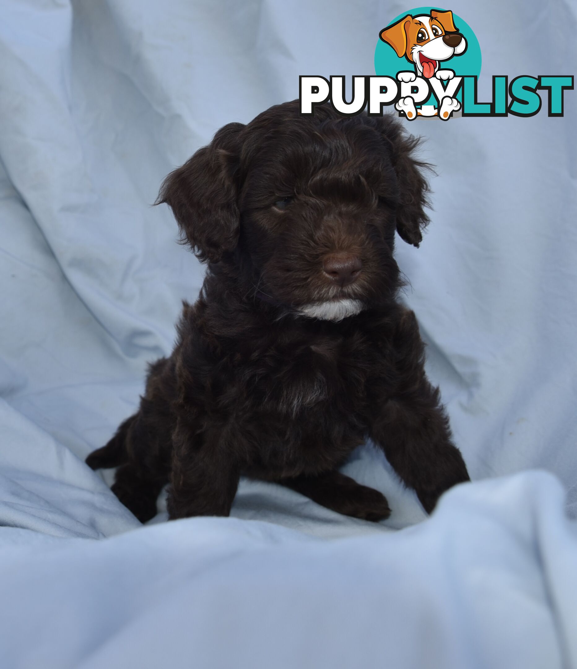 Adorable mini Labradoodle puppies