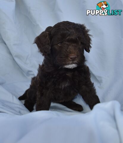 Adorable mini Labradoodle puppies