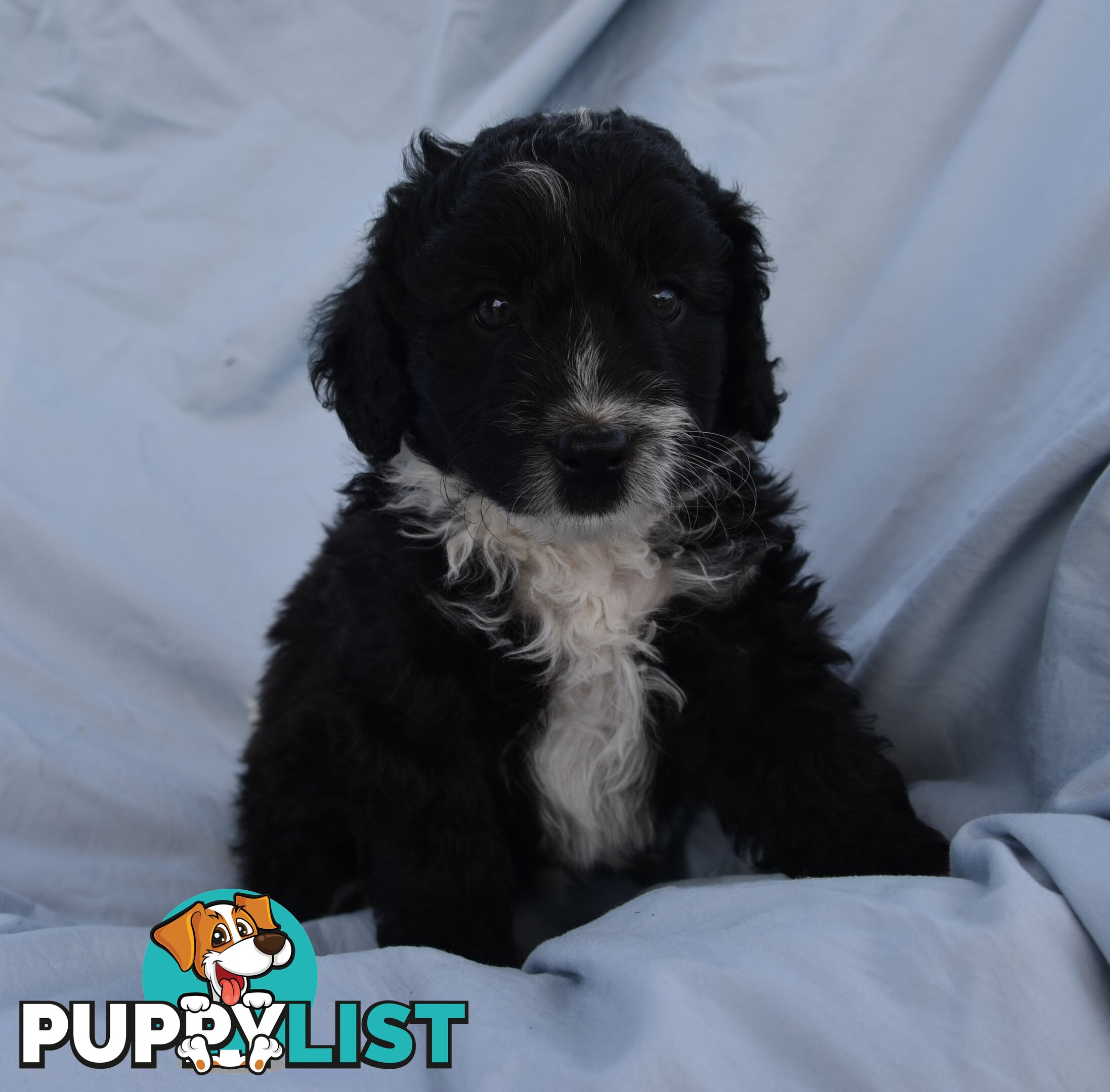 Adorable mini Labradoodle puppies