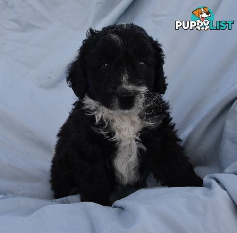 Adorable mini Labradoodle puppies