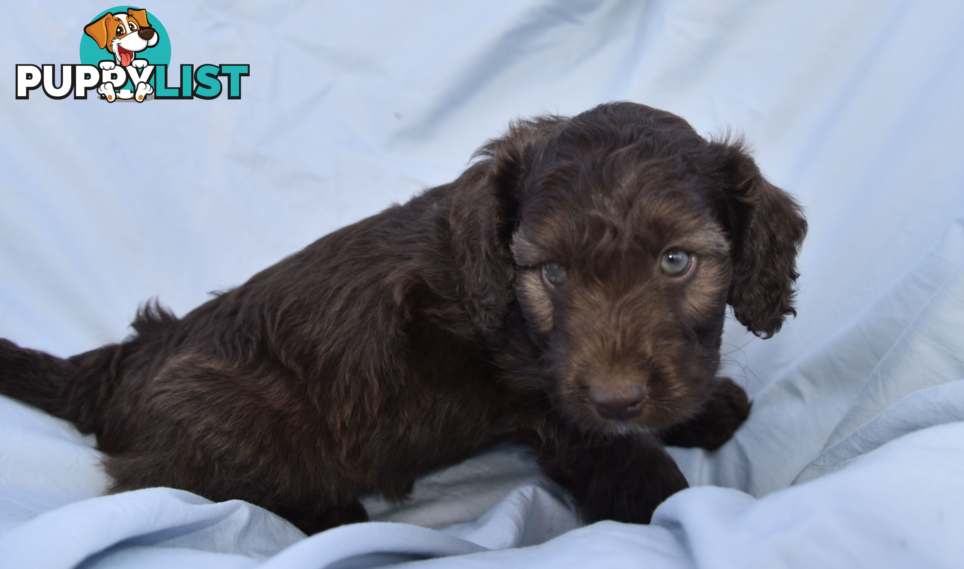 Adorable mini Labradoodle puppies