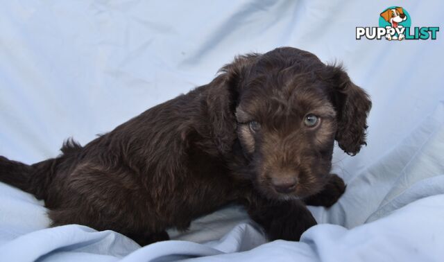 Adorable mini Labradoodle puppies