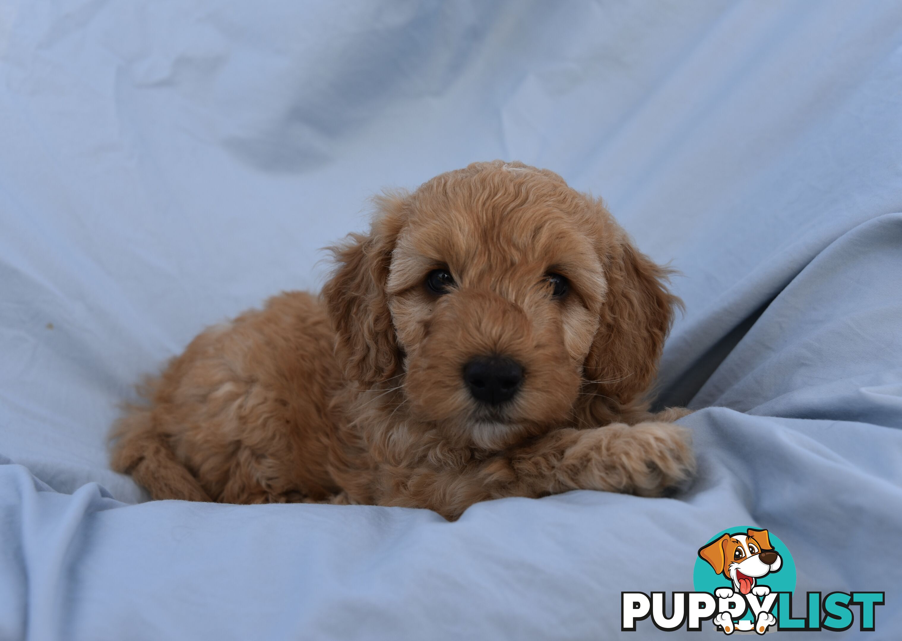 Adorable mini Labradoodle puppies